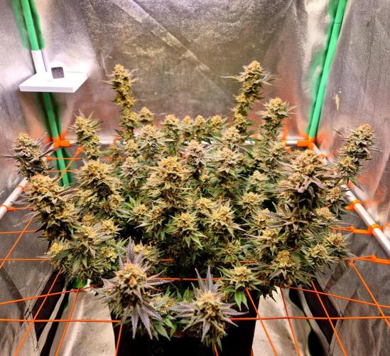 Orange bud main lining. Week 18