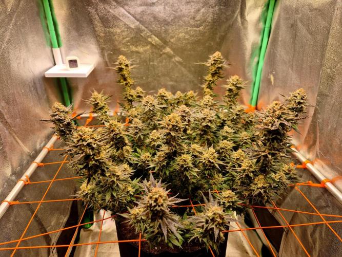Orange bud main lining. Week 18