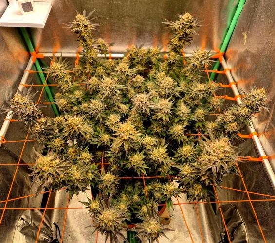 Orange bud main lining. Week 18