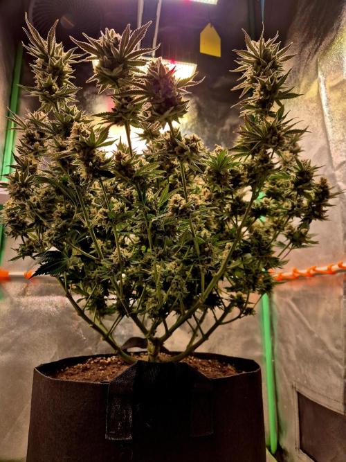 Orange bud main lining. Week 19