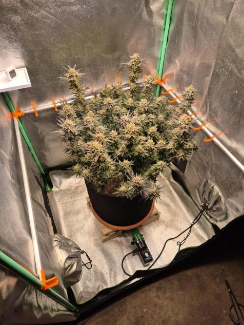 Orange bud main lining. Week 19