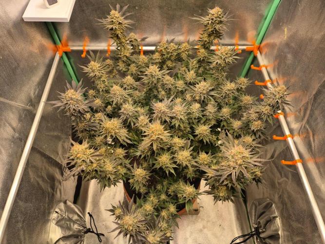 Orange bud main lining. Week 19