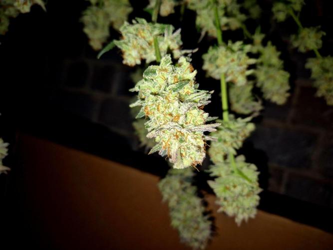 Orange bud main lining. Week 19 - Wet