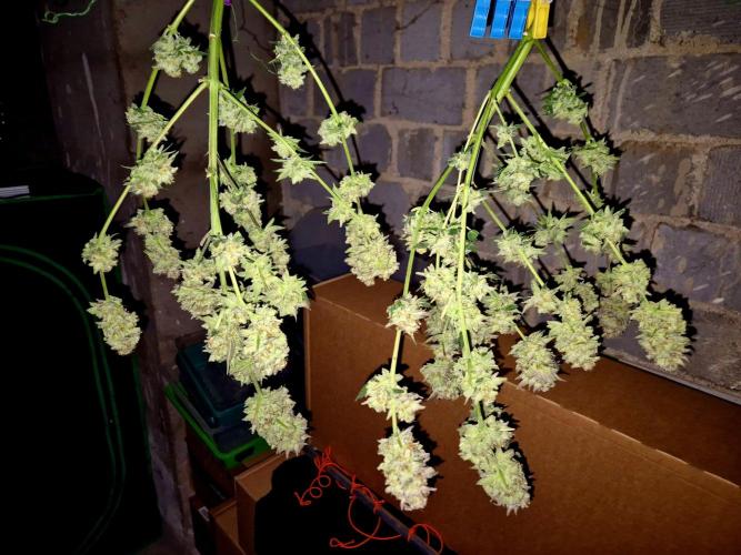 Orange bud main lining. Week 19 - Wet