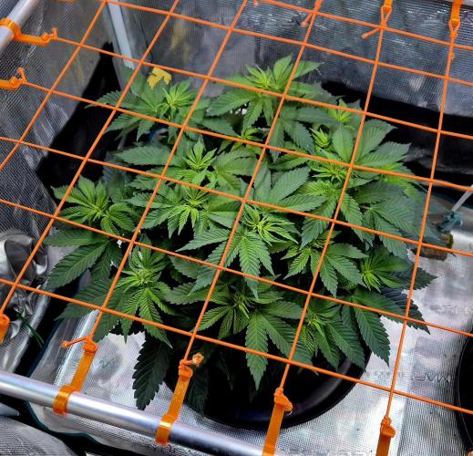 F026 - The Tropical Ice Cream One (USA). Week 7