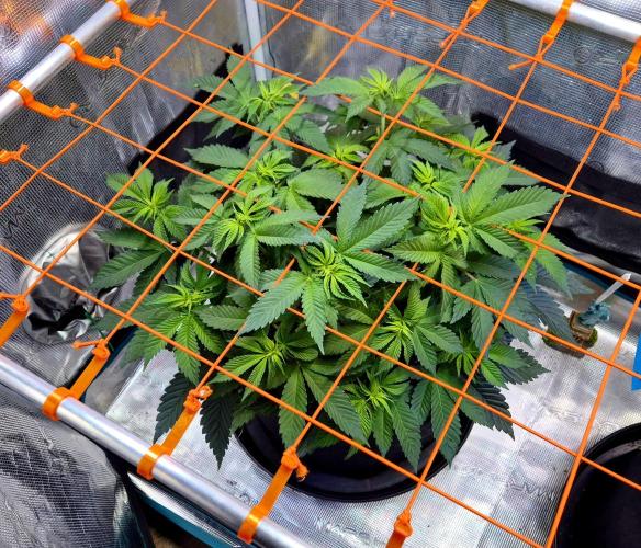 F026 - The Tropical Ice Cream One (USA). Week 8