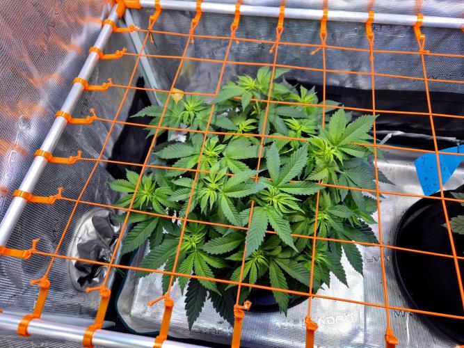 F026 - The Tropical Ice Cream One (USA). Week 8