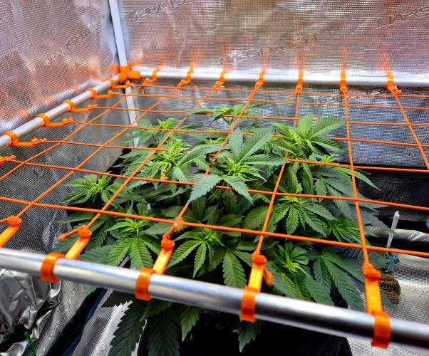 F026 - The Tropical Ice Cream One (USA). Week 8