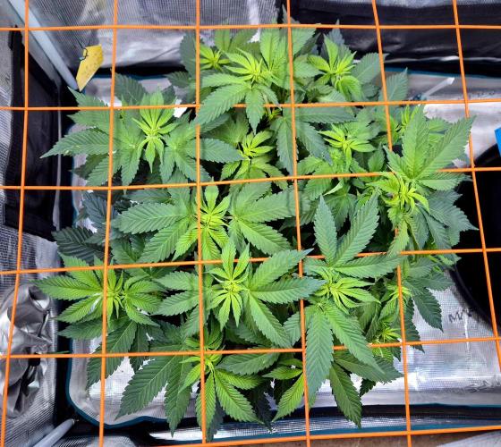 F026 - The Tropical Ice Cream One (USA). Week 8