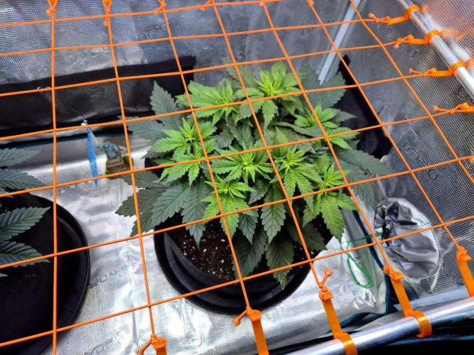 Rainbow Hitter. Week 8
