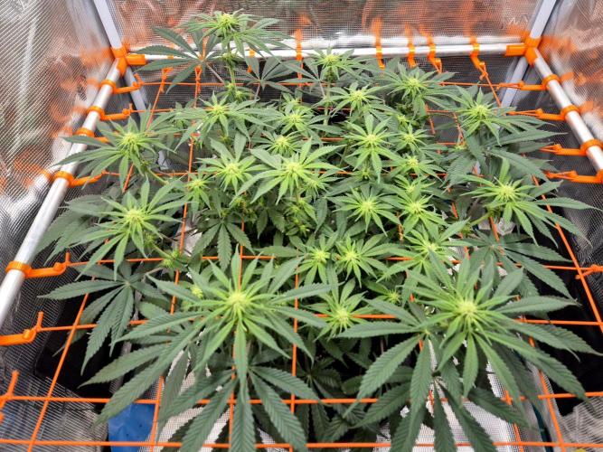 Cream Mandarine main lining. Week 11