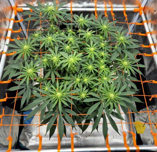 Cream Mandarine main lining. Week 11