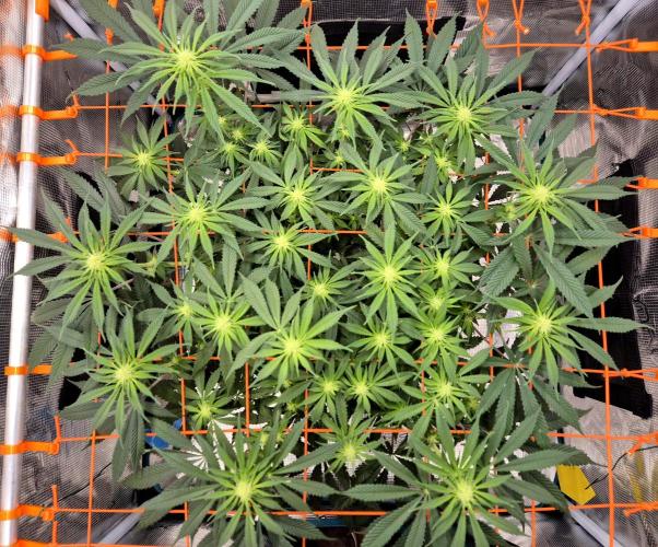 Cream Mandarine main lining. Week 11