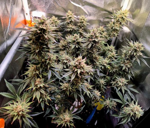 Special Kush (clone) main lining. Week 14