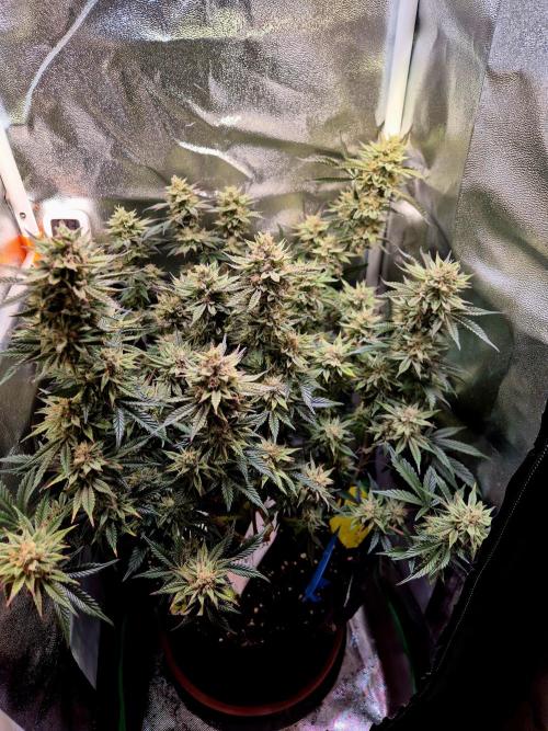Special Kush (clone) main lining. Week 14