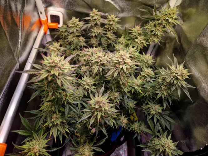 Special Kush (clone) main lining. Week 14