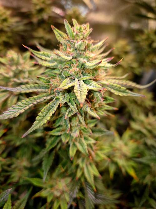 Special Kush (clone) main lining. Week 14