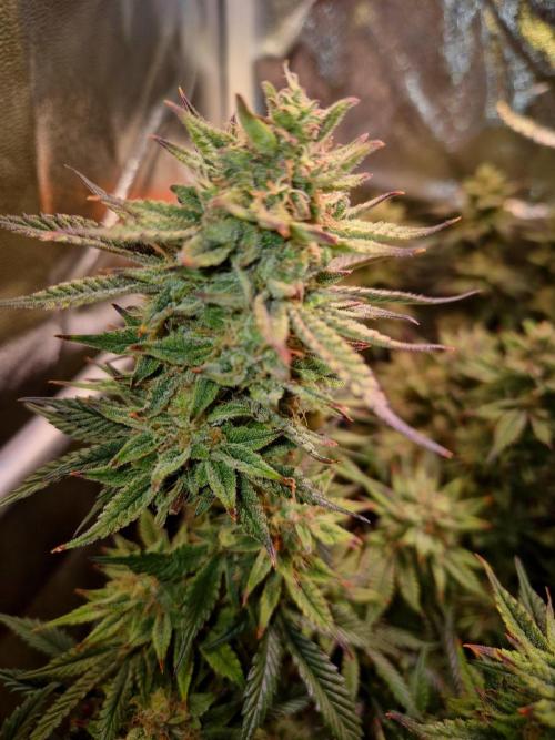 Special Kush (clone) main lining. Week 14