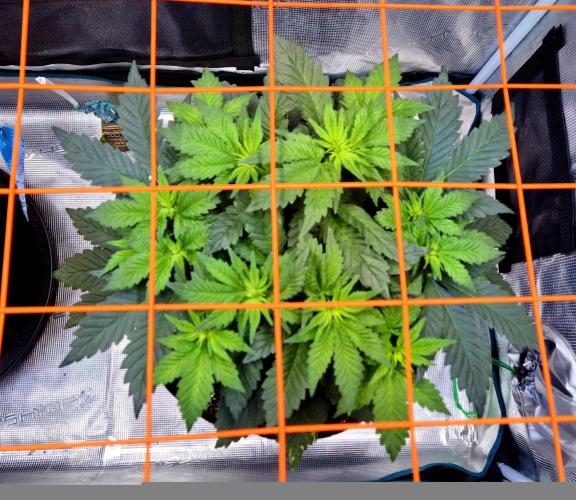 Rainbow Hitter. Week 8