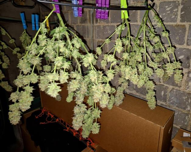 Orange bud main lining. Week 19 - Wet