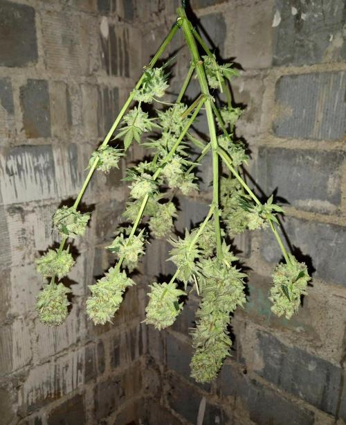Orange bud main lining. Week 19 - Wet
