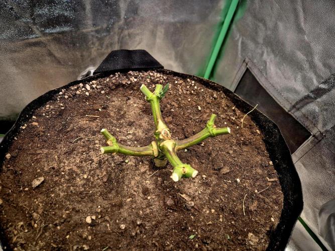 Orange bud main lining. Week 19