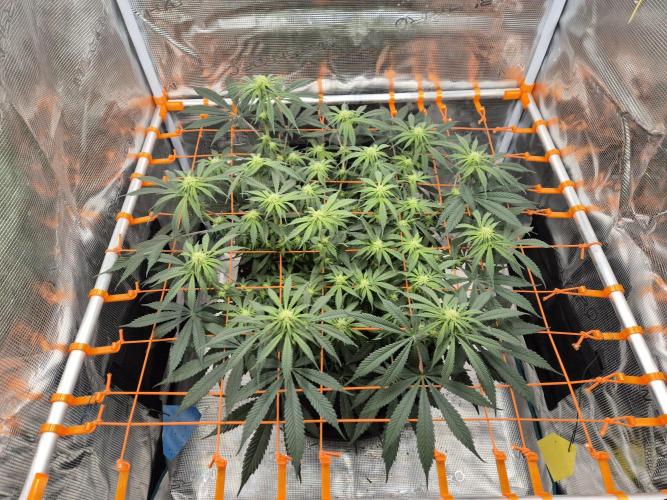 Cream Mandarine main lining. Week 11
