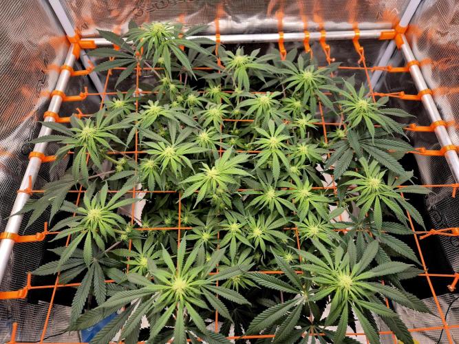 Cream Mandarine main lining. Week 11