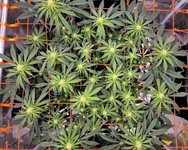 Cream Mandarine main lining. Week 11 - Defoliation 