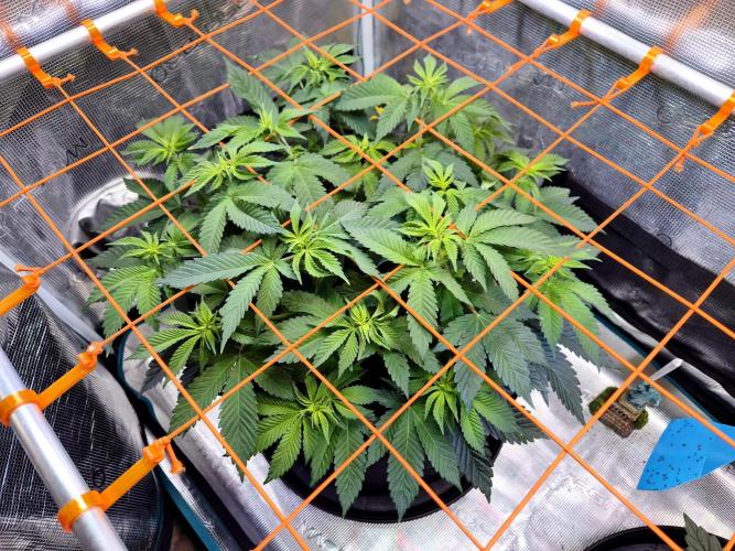 F026 - The Tropical Ice Cream One (USA). Week 8