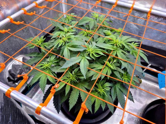 F026 - The Tropical Ice Cream One (USA). Week 8