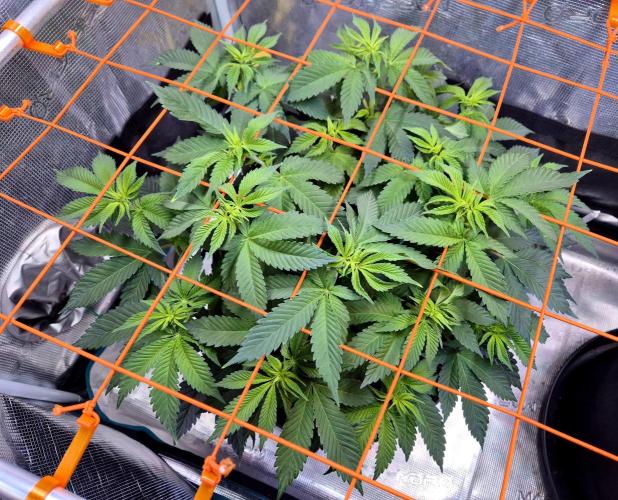 F026 - The Tropical Ice Cream One (USA). Week 8