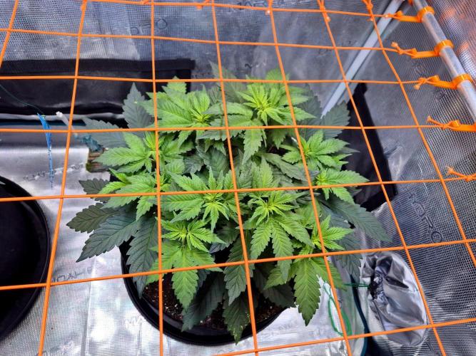 Rainbow Hitter. Week 8