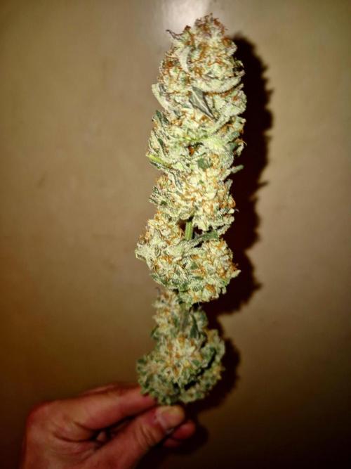Orange bud main lining. Week 19
