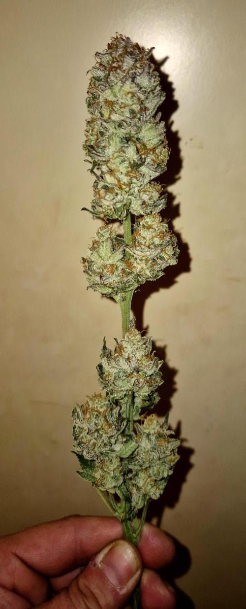 Orange bud main lining. Week 19