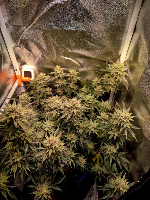 Special Kush (clone) main lining. Week 14