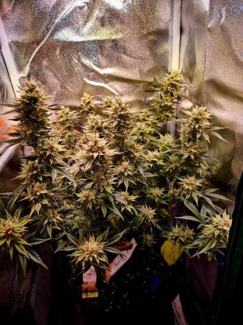 Special Kush (clone) main lining. Week 14