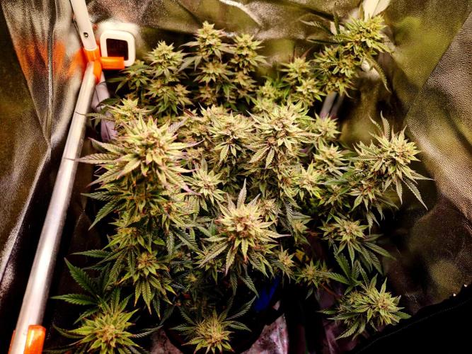 Special Kush (clone) main lining. Week 14