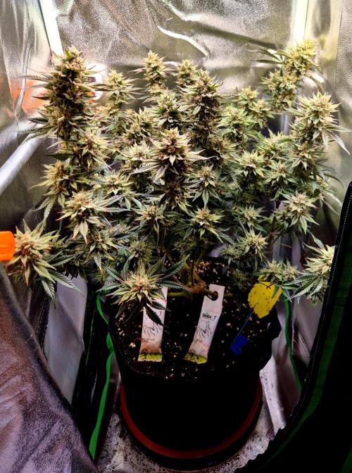 Special Kush (clone) main lining. Week 14
