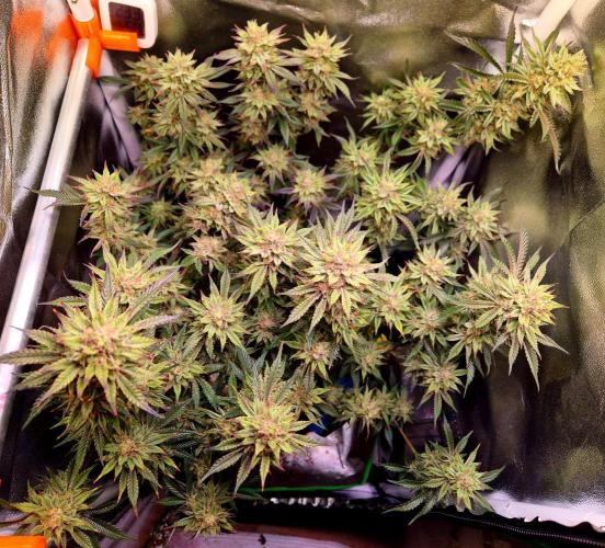 Special Kush (clone) main lining. Week 14