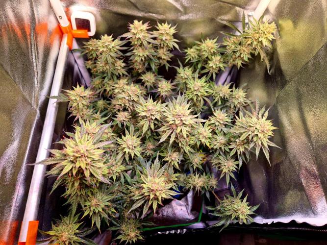 Special Kush (clone) main lining. Week 14