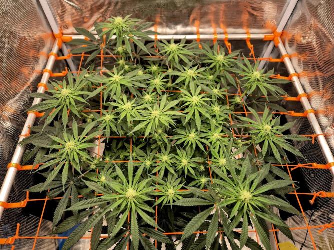Cream Mandarine main lining. Week 11