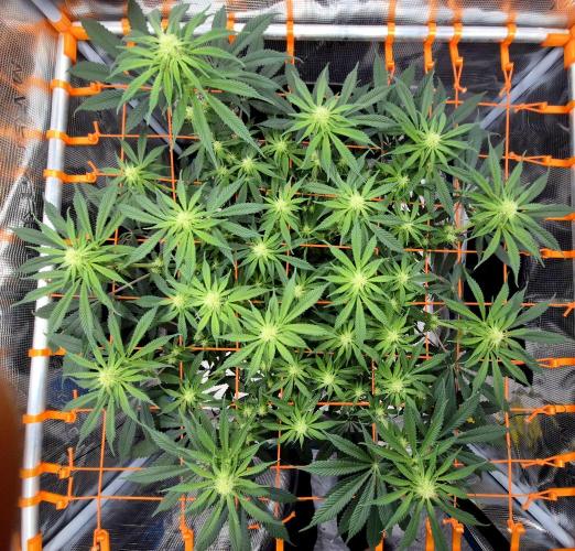 Cream Mandarine main lining. Week 11