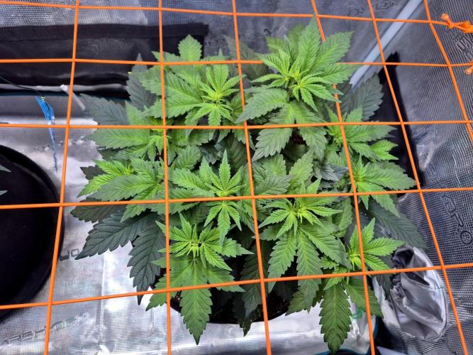 Rainbow Hitter. Week 8