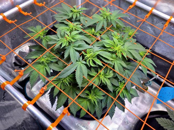 F026 - The Tropical Ice Cream One (USA). Week 8