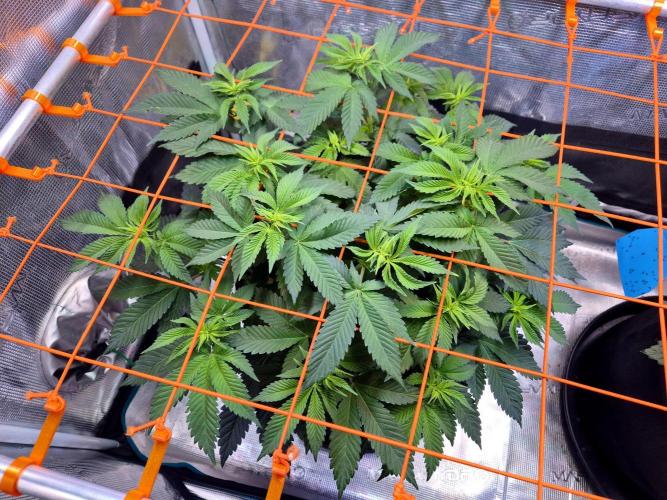 F026 - The Tropical Ice Cream One (USA). Week 8