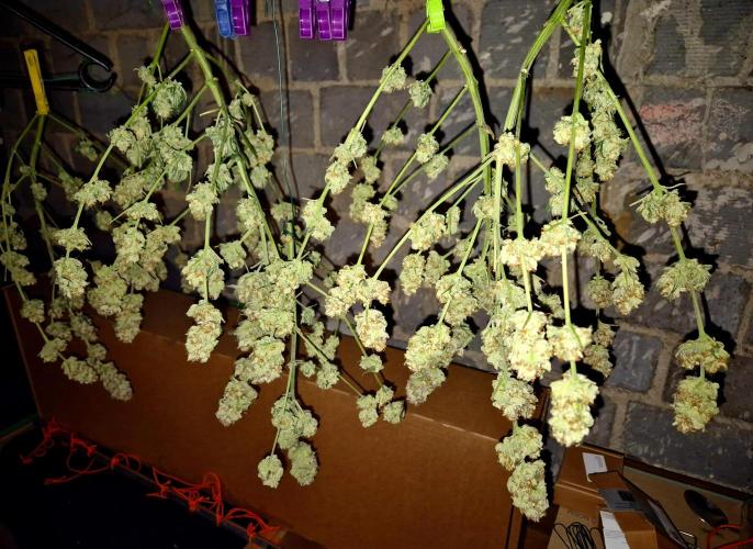 Orange bud main lining. Week 19 - Dry
