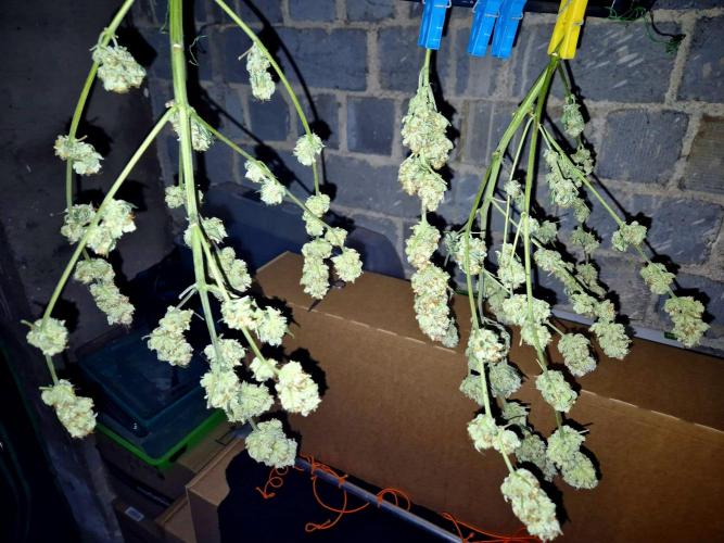 Orange bud main lining. Week 19 - Dry