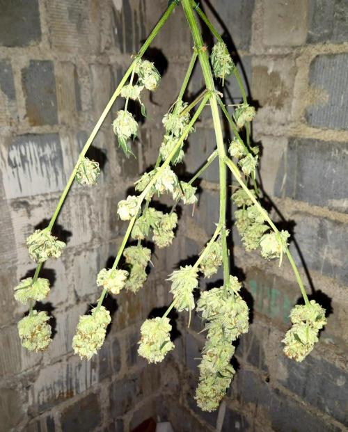 Orange bud main lining. Week 19 - Dry