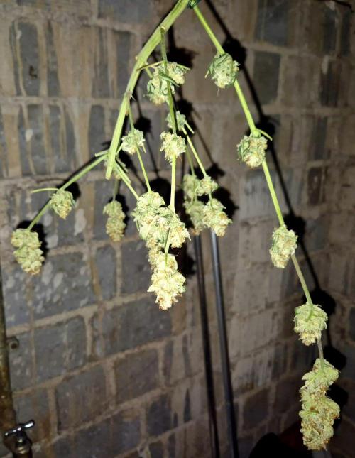 Orange bud main lining. Week 19 - Dry
